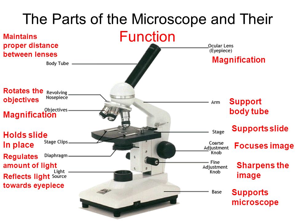 Parts Of A Microscope And Function - todayslasopa